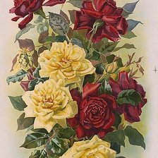 Схема вышивки «Розы»