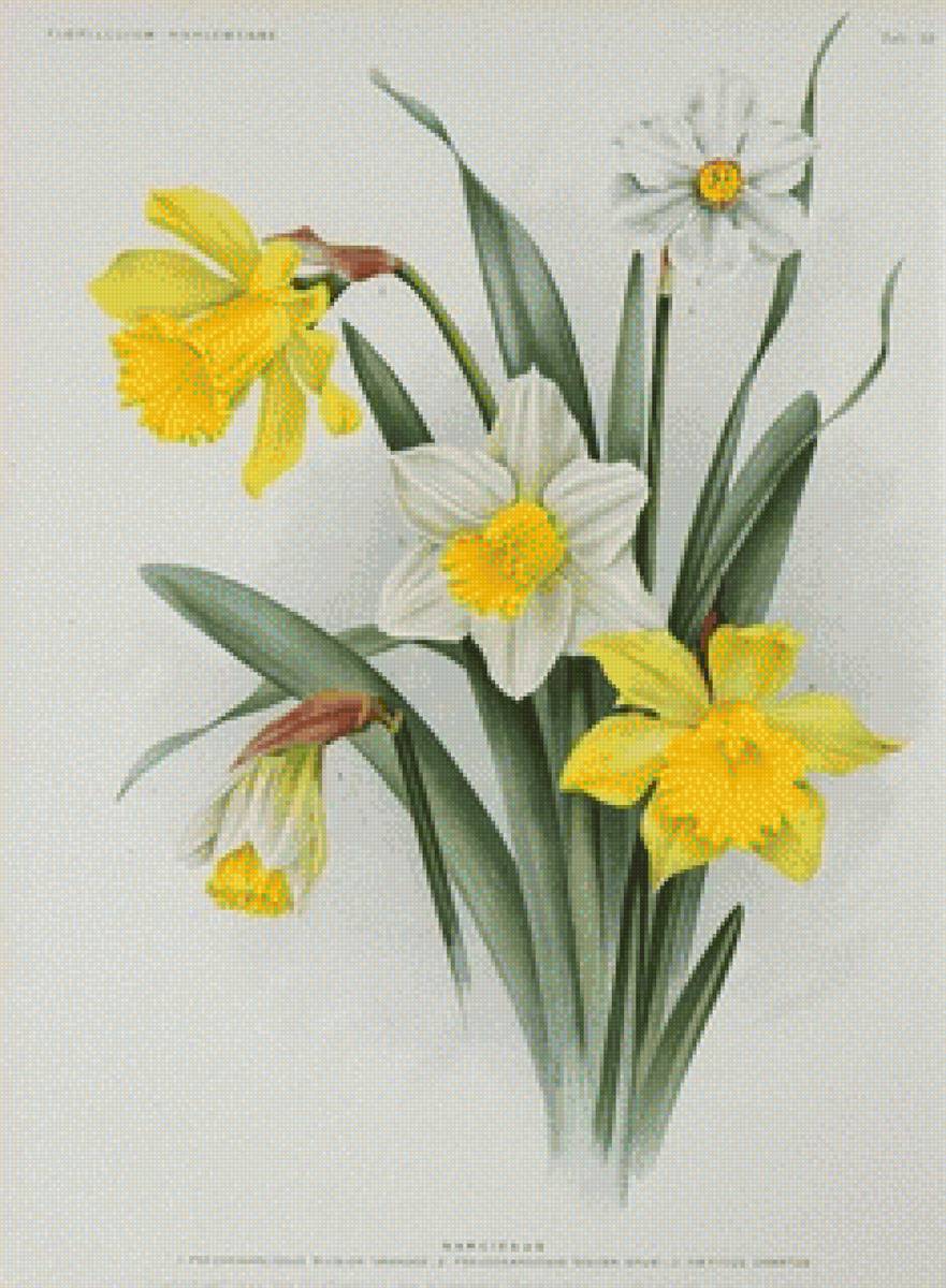 Нарциссы - весна, цветы, нарциссы - предпросмотр