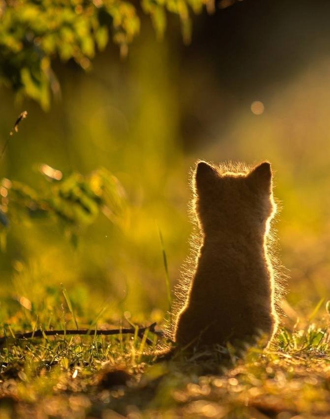 Лисенок - лисенок - оригинал