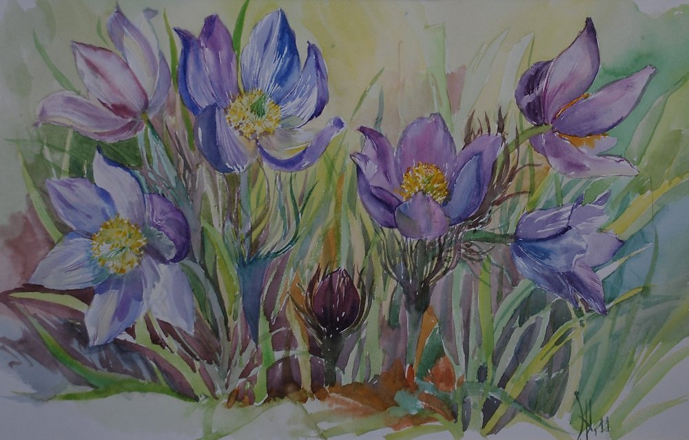 Сон-трава - весна, сон-трава, цветы - оригинал