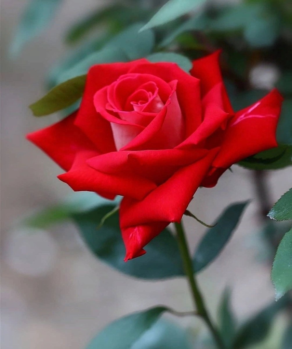 Роза - красная, роза - оригинал