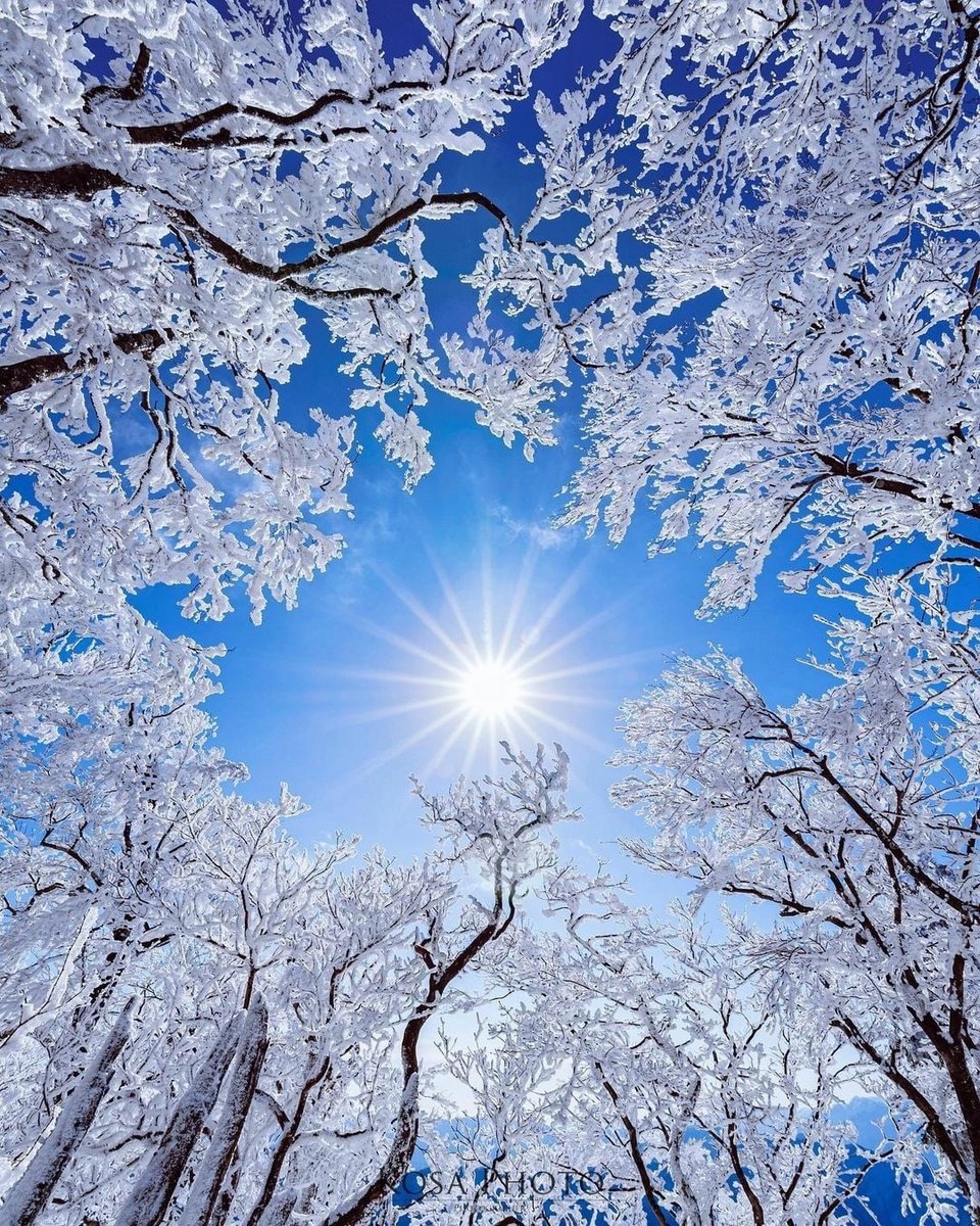 Зима - деревья солнце, снег - оригинал