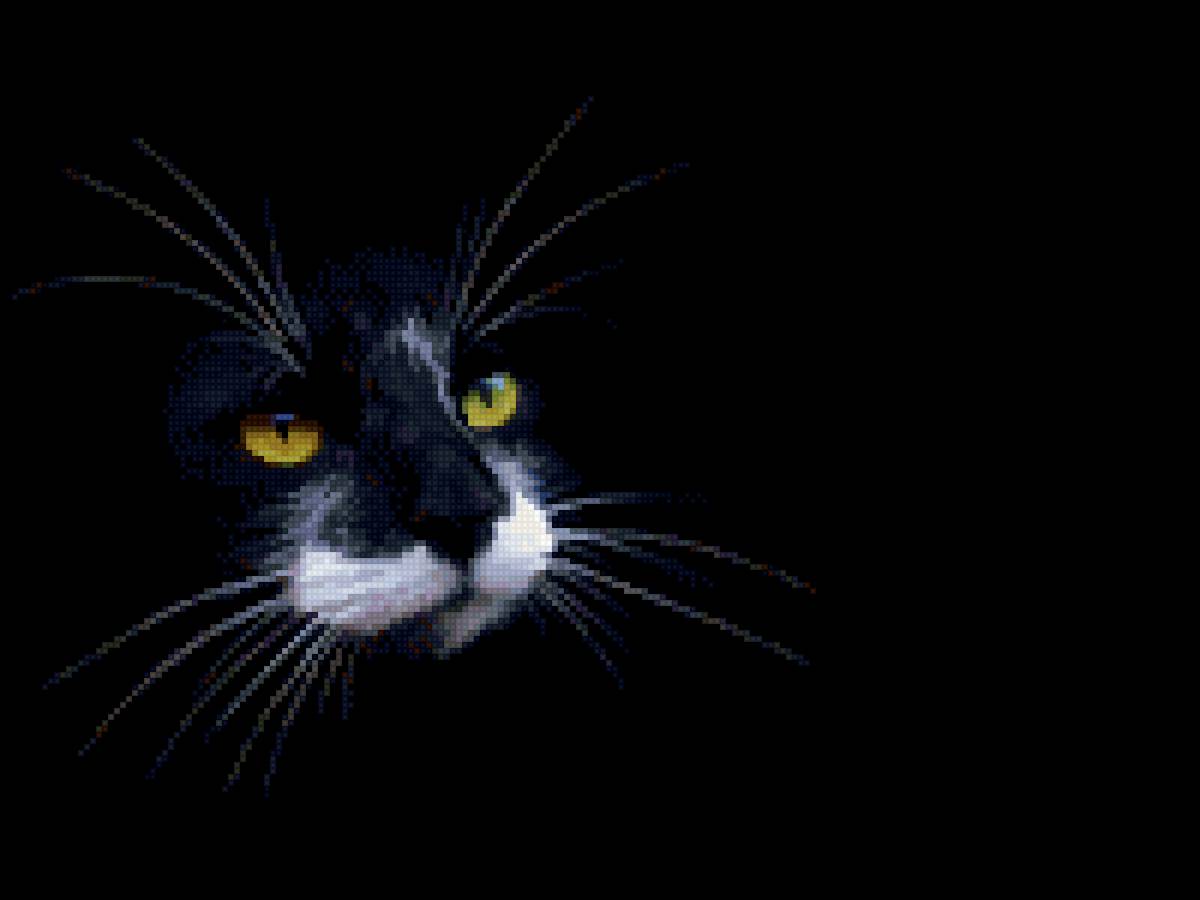 Кот - кот, черный - предпросмотр