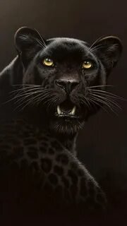 Пантера - черный, животные - оригинал