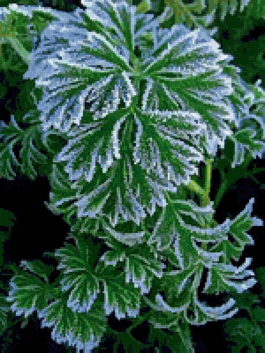 Иней - черный, растение, иней - предпросмотр