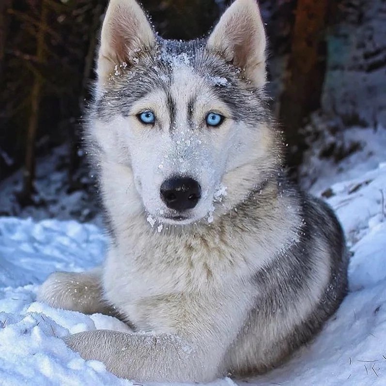 Волк - лес, зима, волк, снег - оригинал