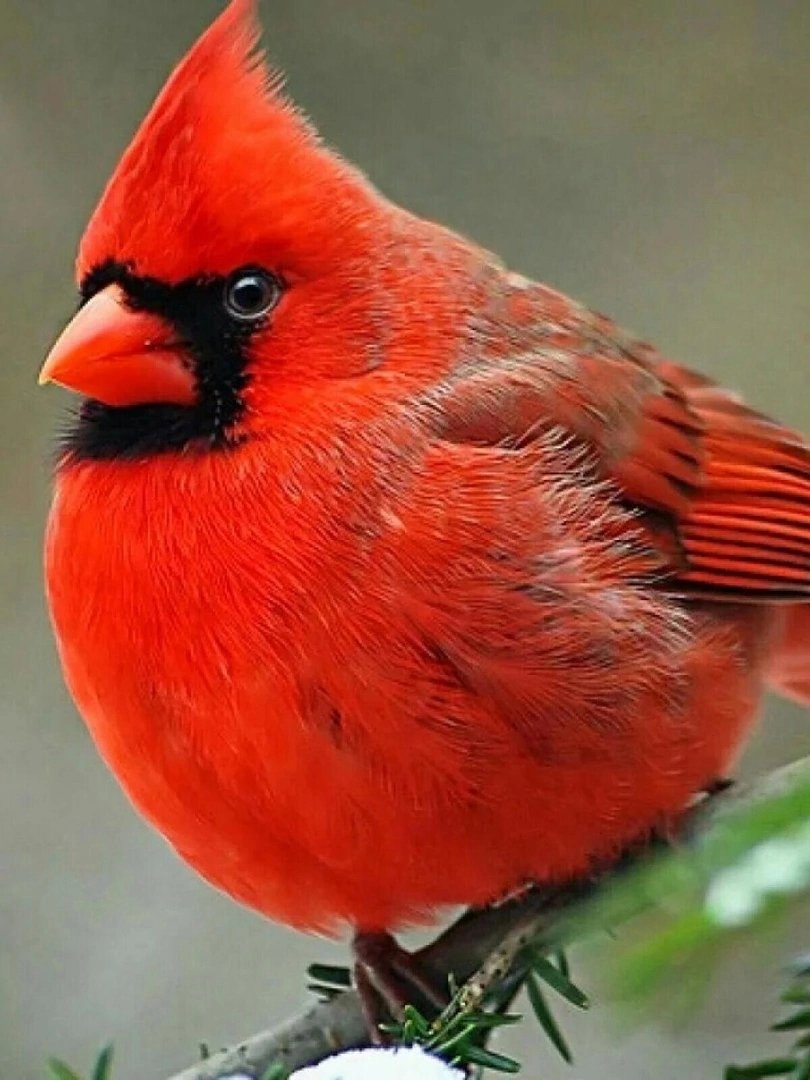 Кардинал - птица, красный, кардинал - оригинал