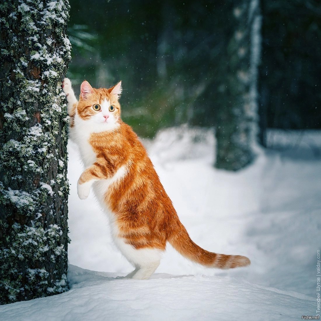 Котя - зима, кот - оригинал
