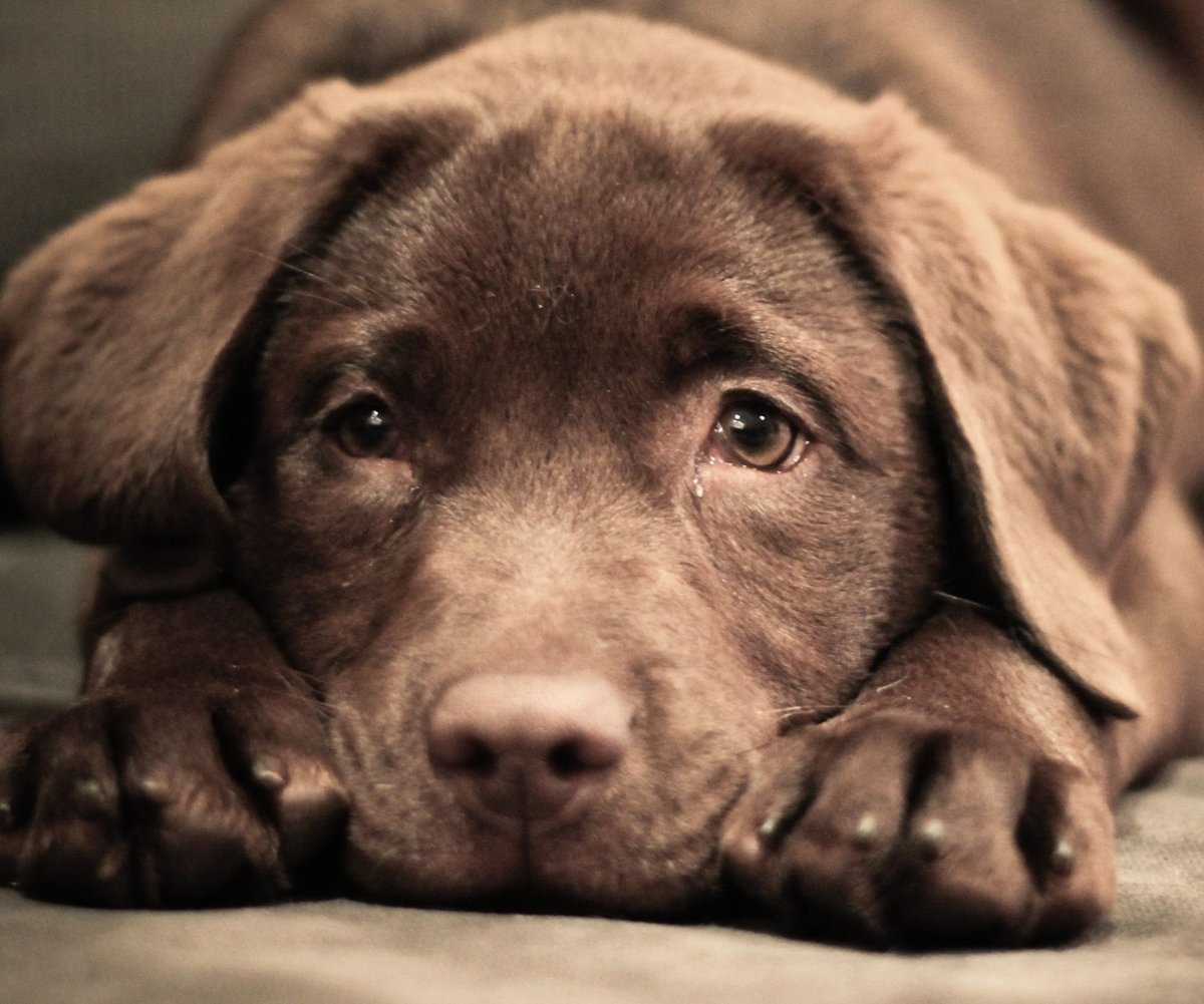 Лабрадор - оригинал