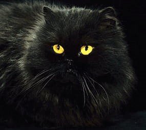 Котёнок Черныш 2 - котенок - оригинал