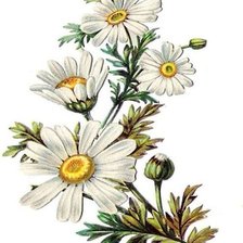 Схема вышивки «ромашки»