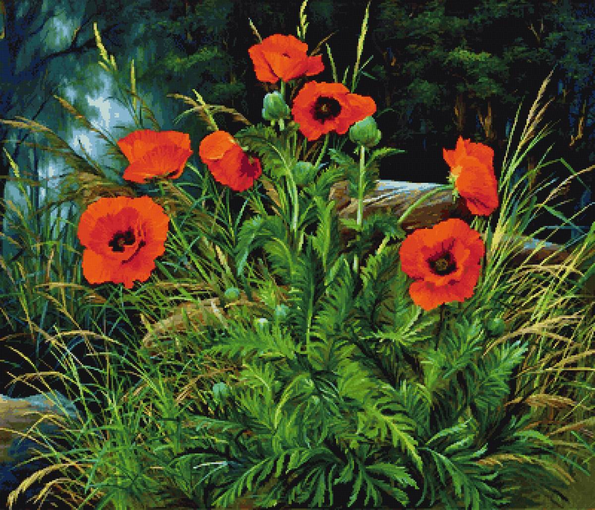 Юрий Арсенюк - юрий арсенюк, цветы, маки - предпросмотр