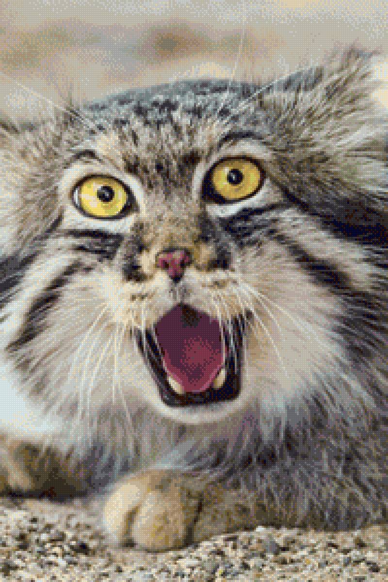 Манул - кошка - предпросмотр