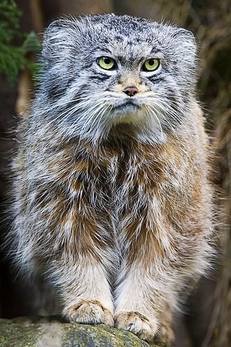 Манул летом - кошка - оригинал