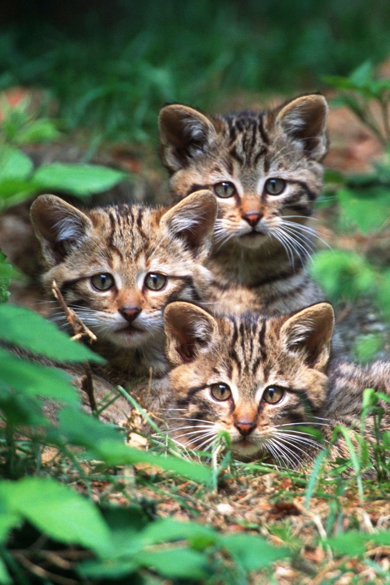 Какие "грибочки"! - кошка - оригинал