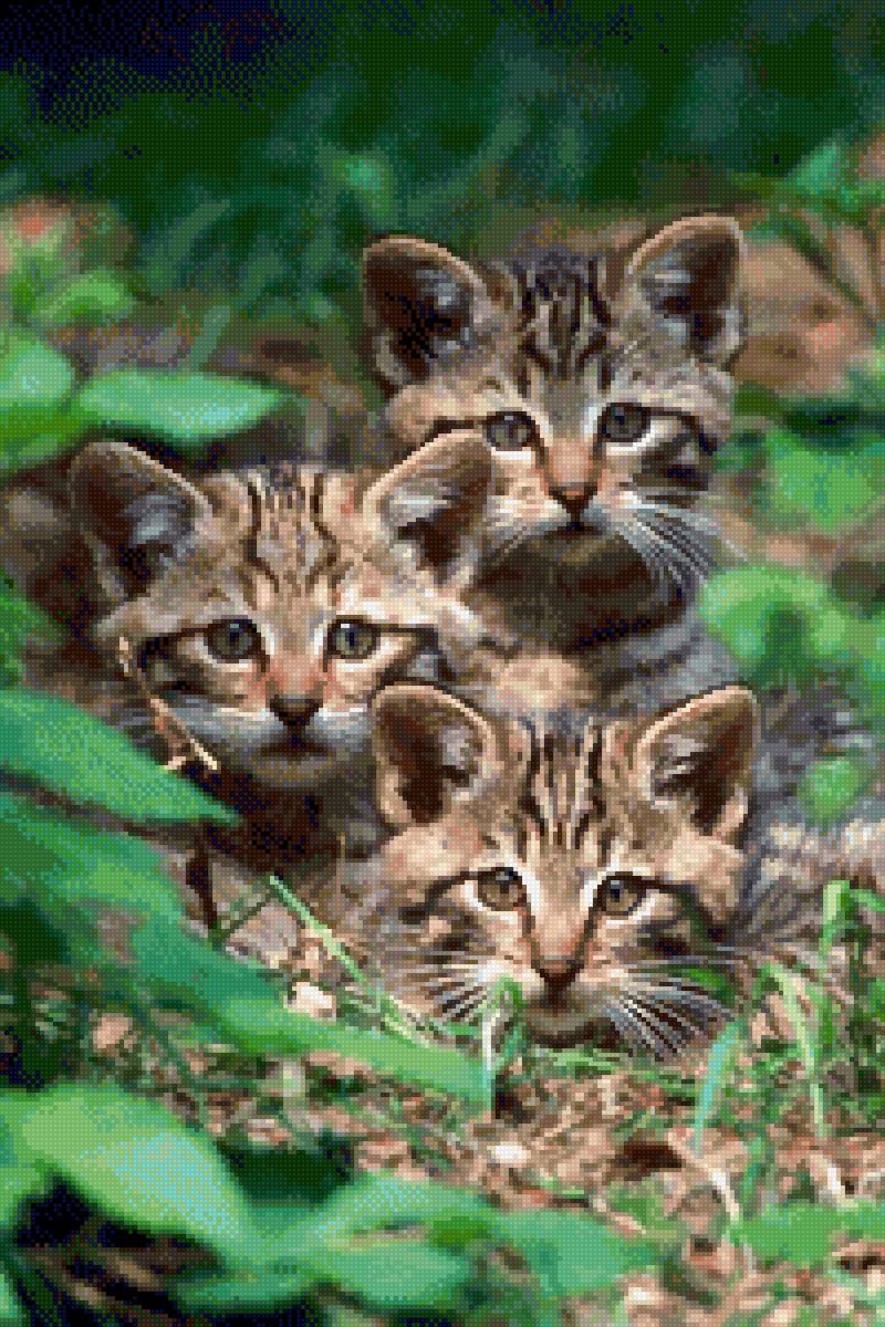 Какие "грибочки"! - кошка - предпросмотр