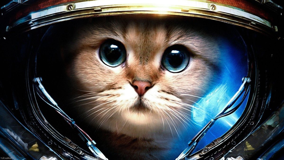 Кот в космосе - животные - оригинал