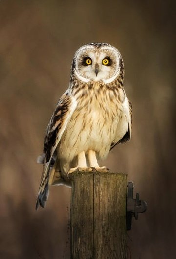 Болотная сова - болотная сова, сепия, птицы, природа, сова - оригинал