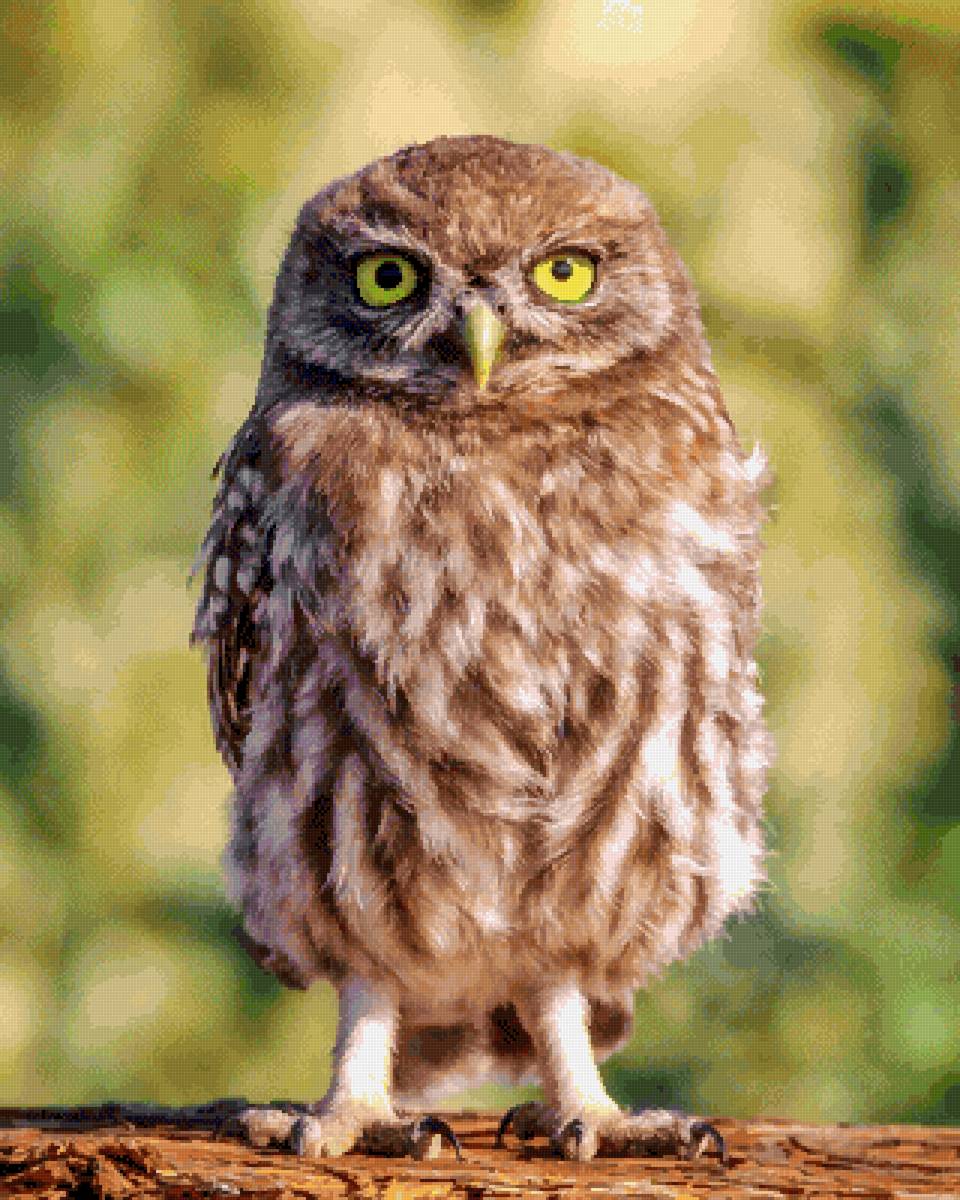 Домовый сыч - домовый сыч, природа, сыч, зелень, сова, солнце - предпросмотр