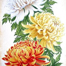 Схема вышивки «хризантемы»