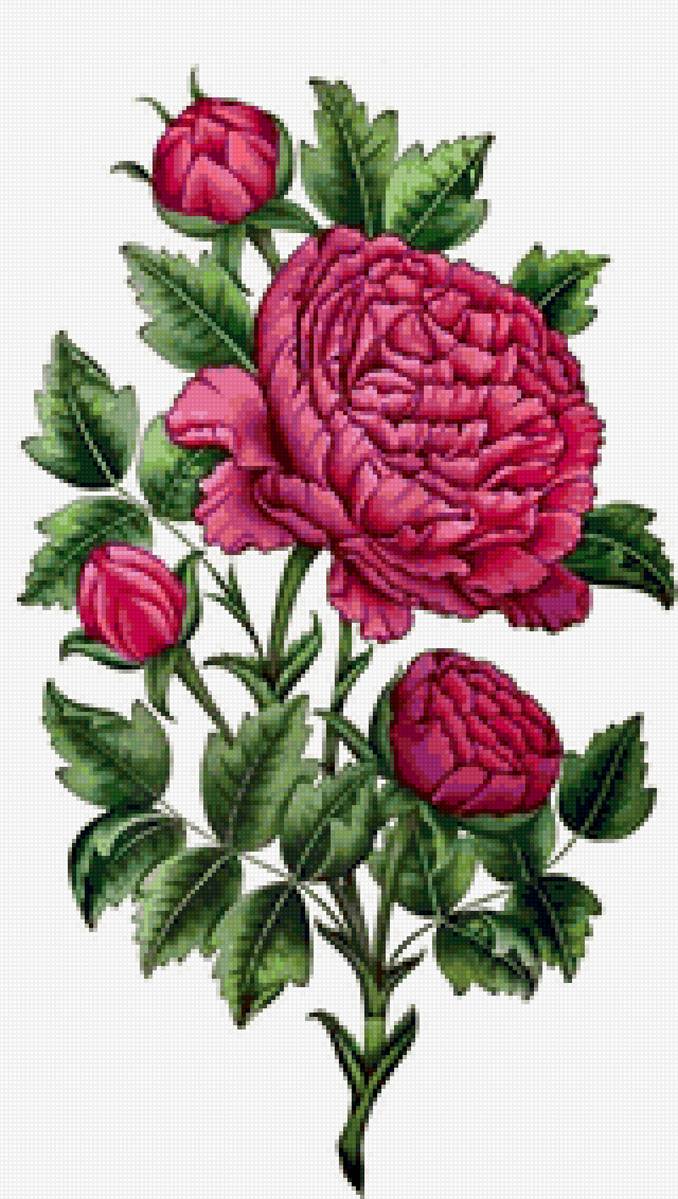 пион - цветы - предпросмотр