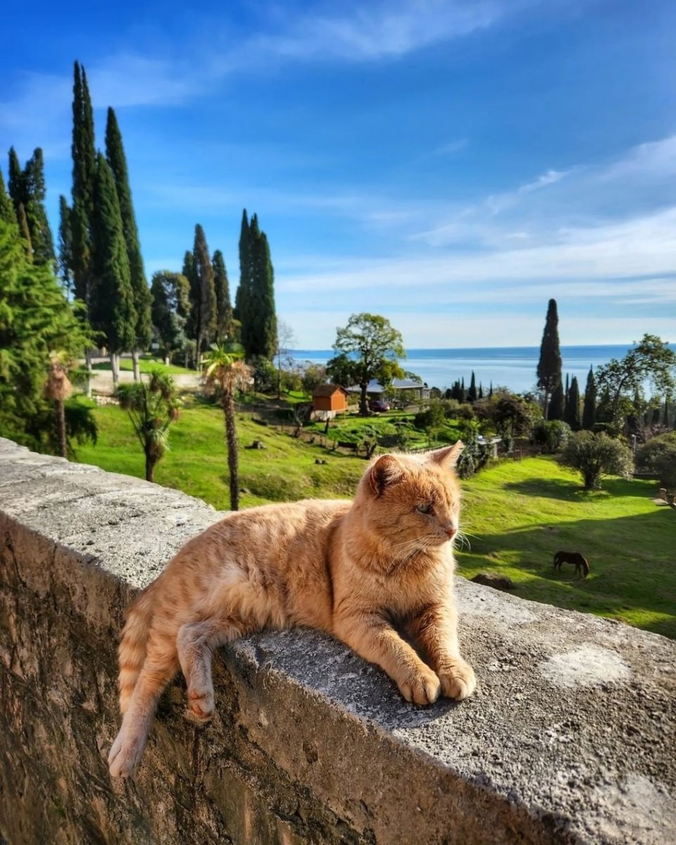 котик Абхазия - оригинал