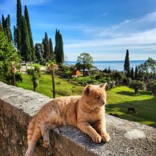Схема вышивки «котик Абхазия»