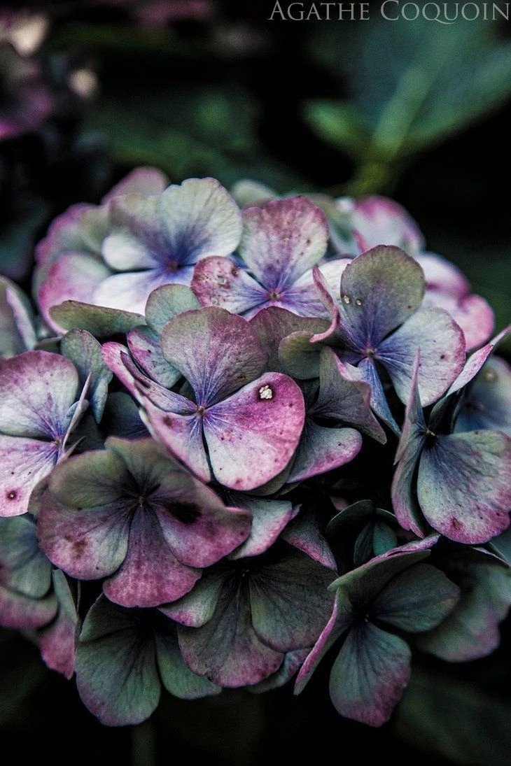 Цветок - природа, цветок - оригинал