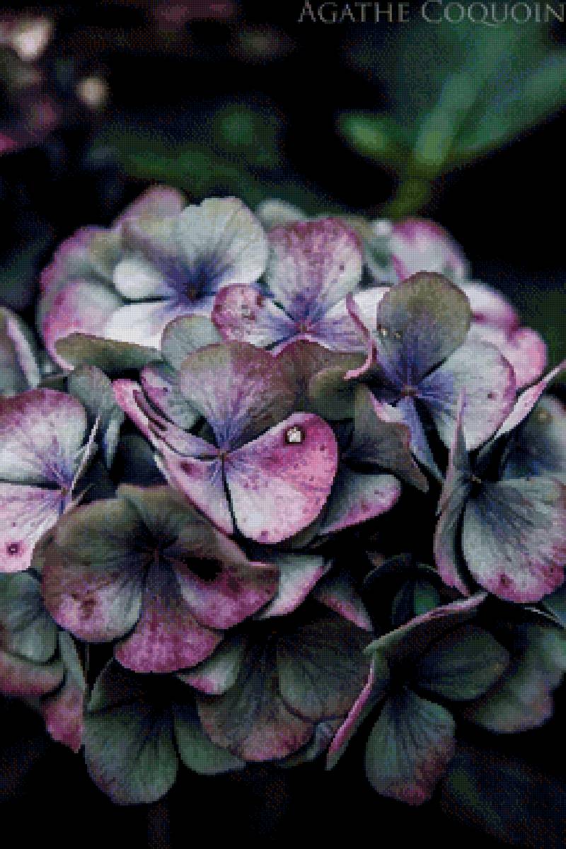 Цветок - природа, цветок - предпросмотр