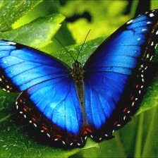 Схема вышивки «Бабочка»