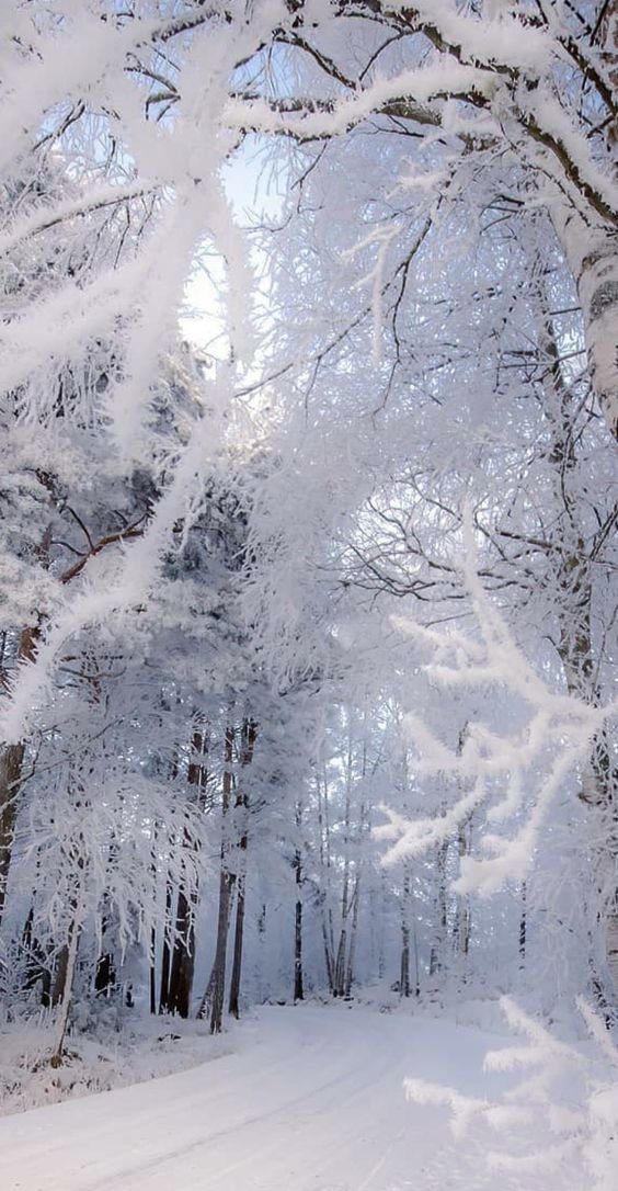 Мороз. Иней на березах - зима, иней - оригинал