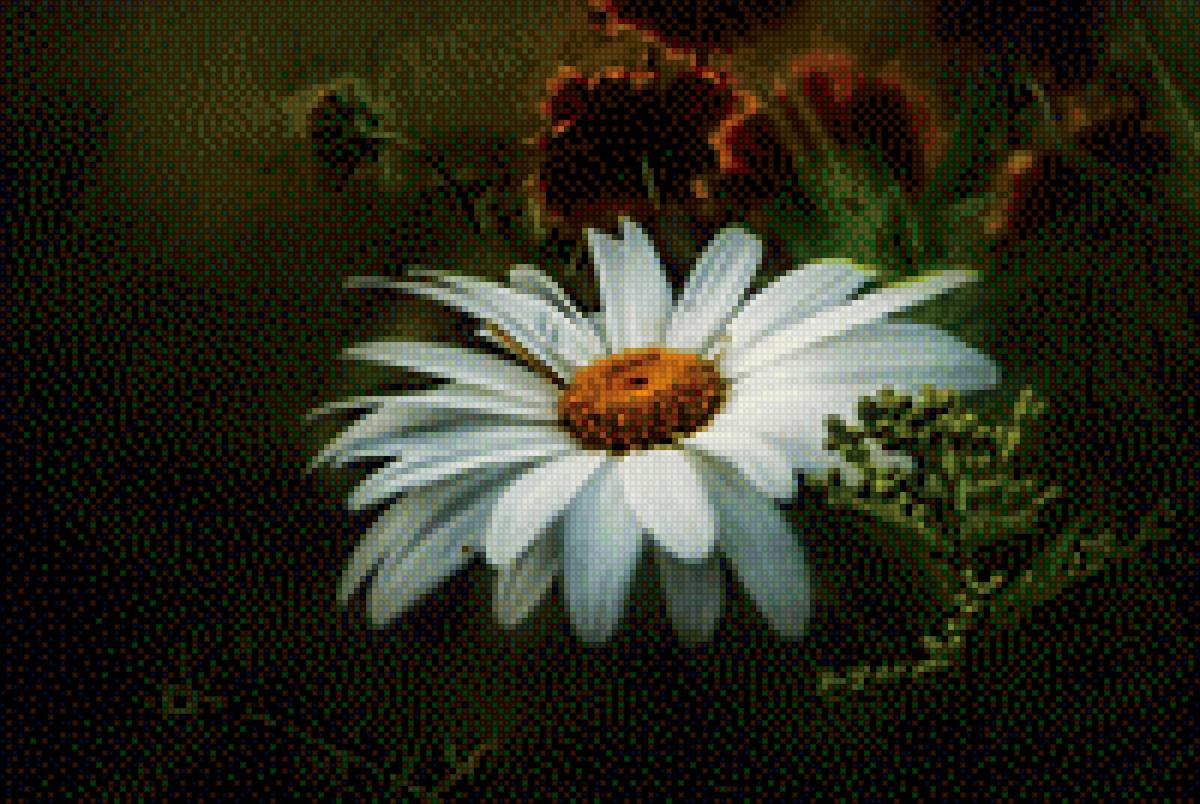 ромашка - ромашка - предпросмотр