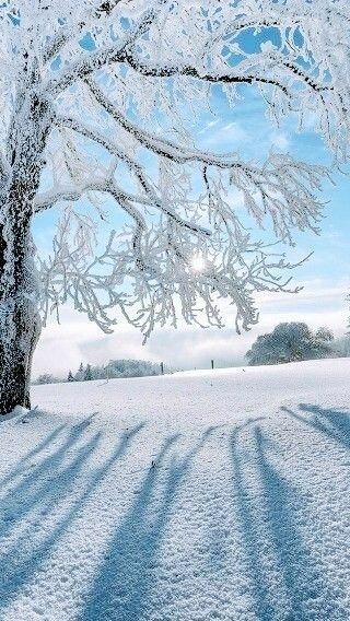 Звонкий иней - зима, иней - оригинал