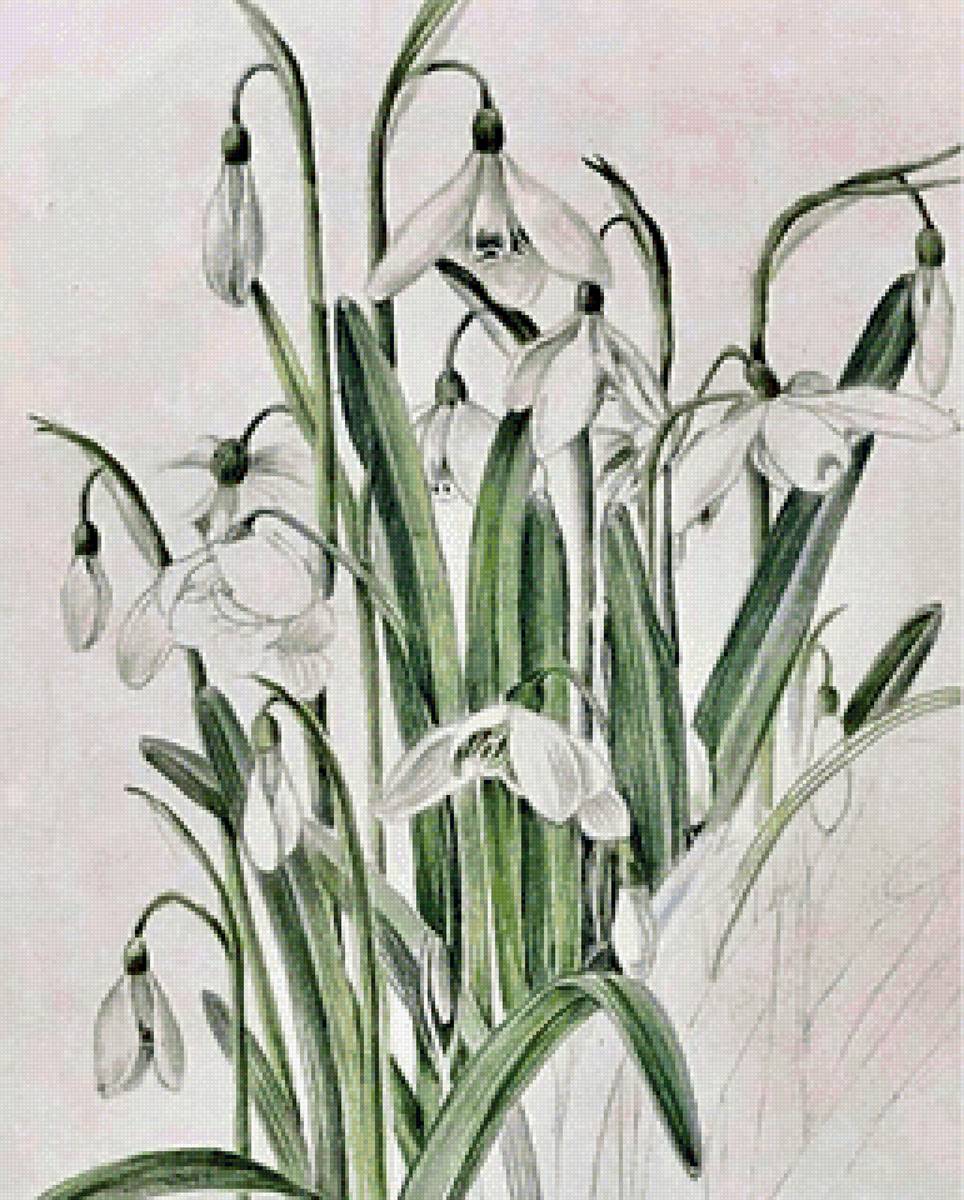 Подснежники - цветы, весна, подснежники - предпросмотр