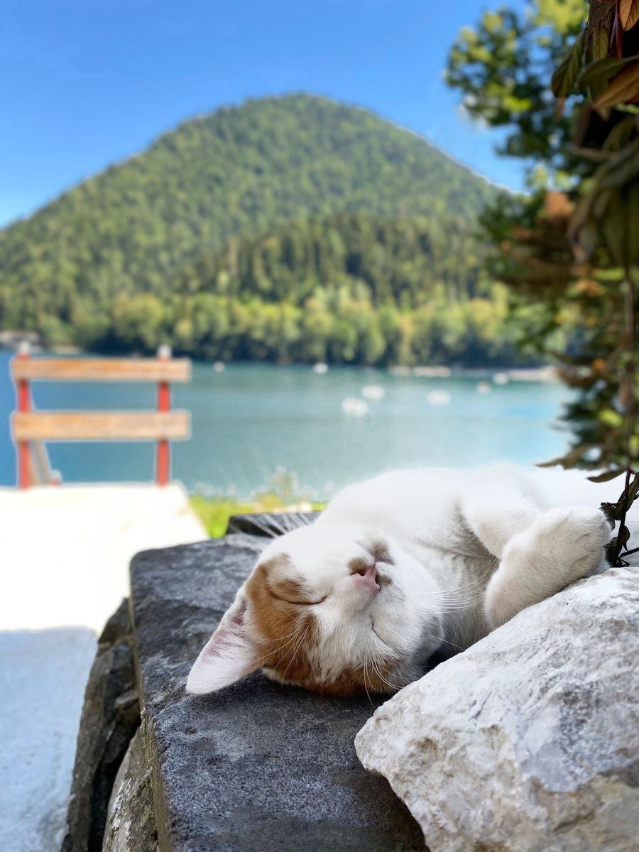 котик - оригинал