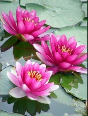 Лотосы - до 240 крестиков, лотосы - оригинал