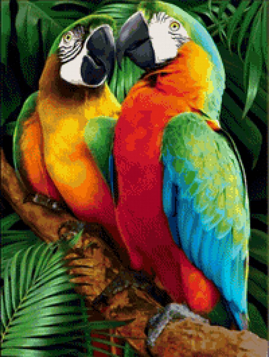 попугайчики - птицы, пара, попугаи - предпросмотр