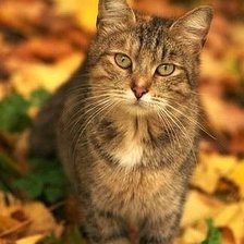 Схема вышивки «Спокойная осень»