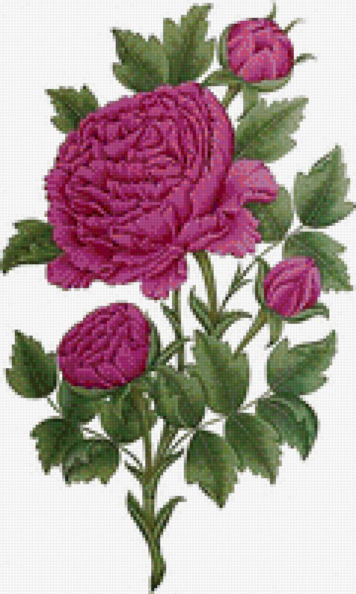 Пион - предпросмотр