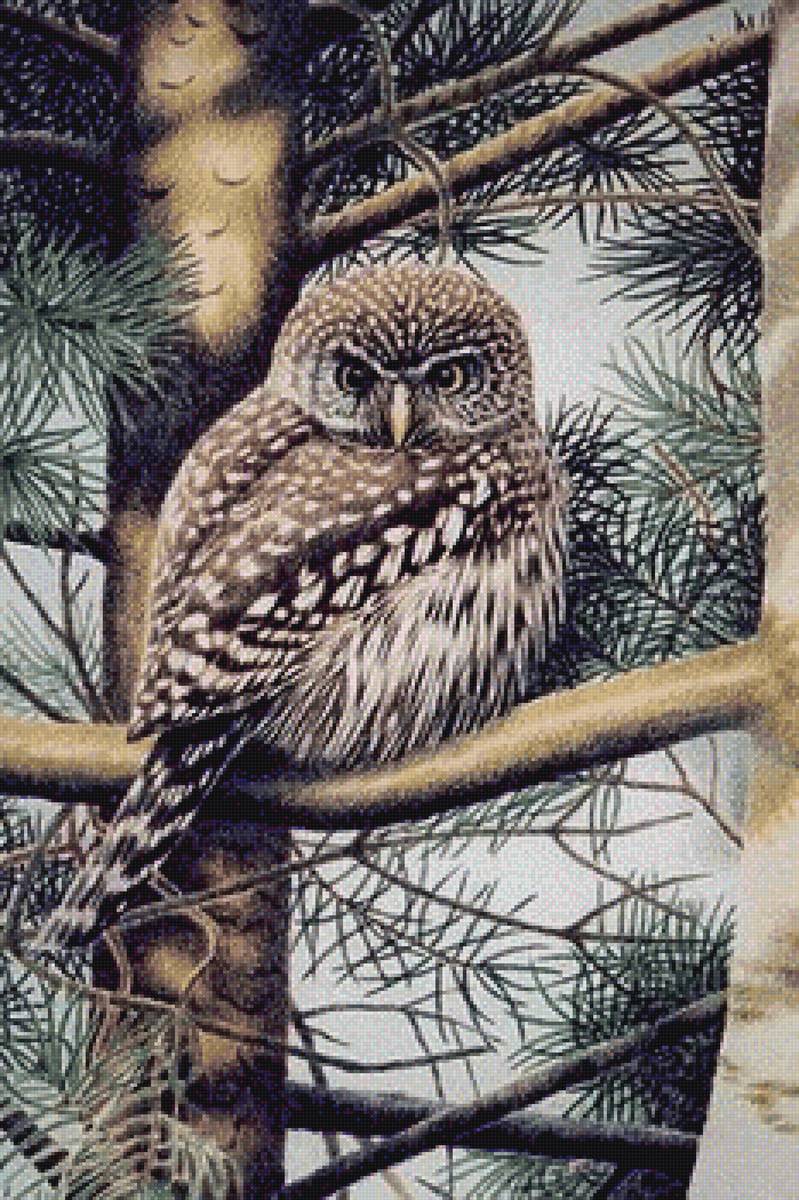 Совушка - сова, лес, птица - предпросмотр