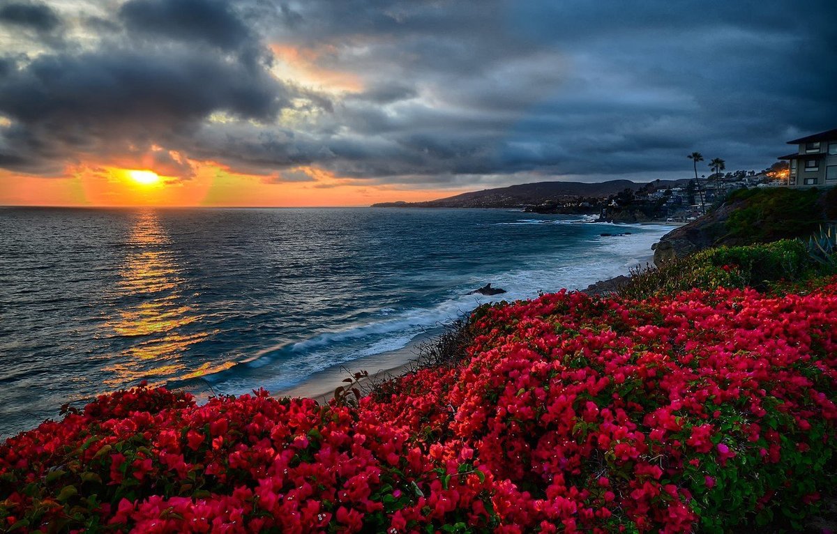 Море и цветы - цветы, закат, море - оригинал