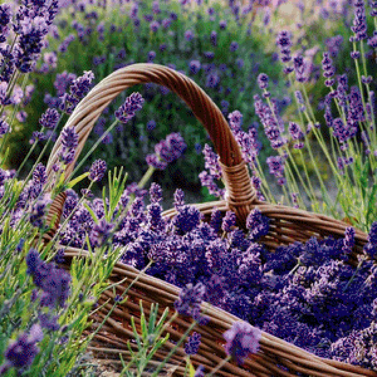лаванда корзина - лаванда корзина - предпросмотр