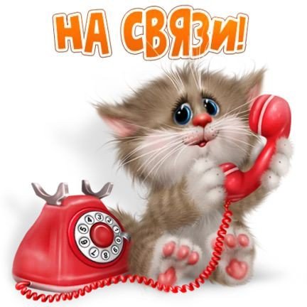 Котик с телефоном - кот 🐱 - оригинал