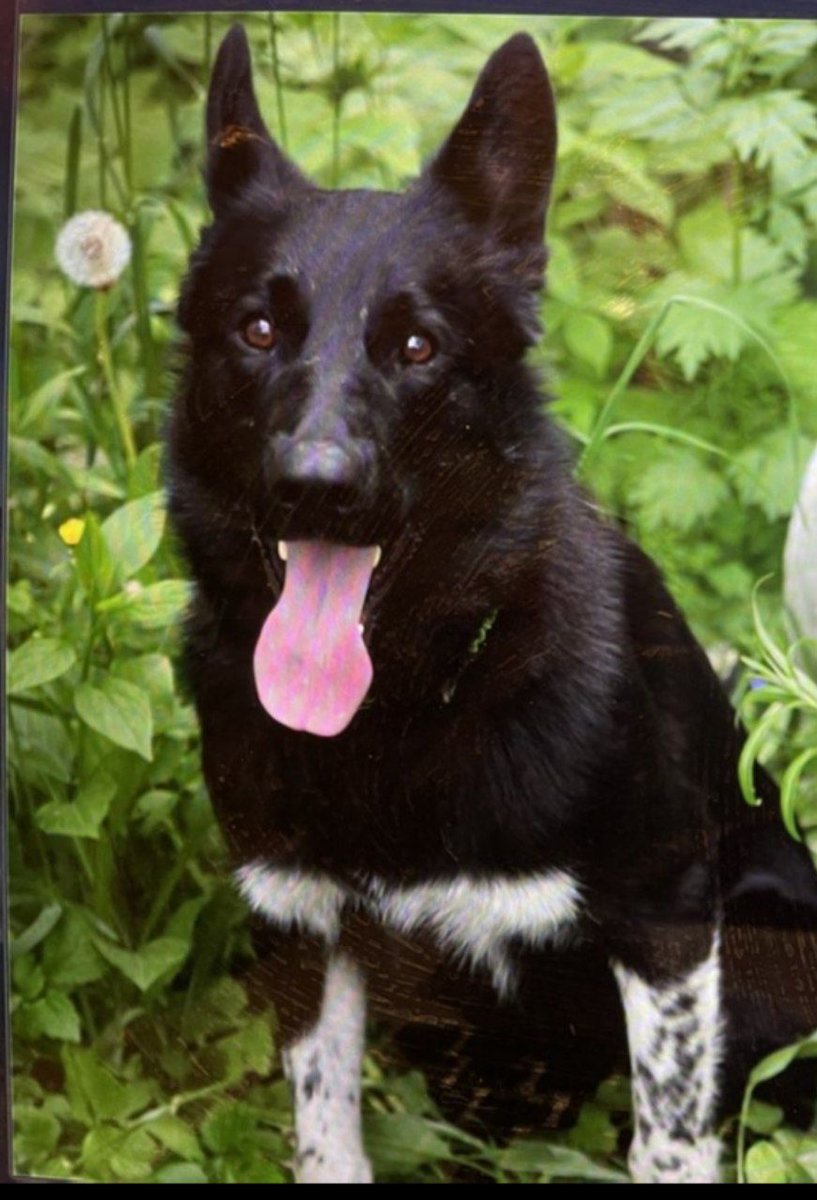 Собака - собака - оригинал