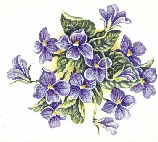 Фиалки - фиалки, цветы - оригинал