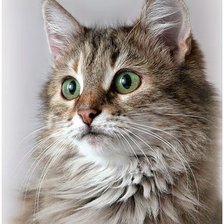 Схема вышивки «Пушок»