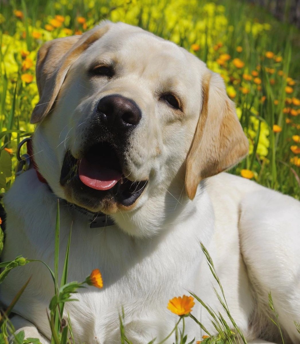 Пёс - крестик, собака, вышивка - оригинал