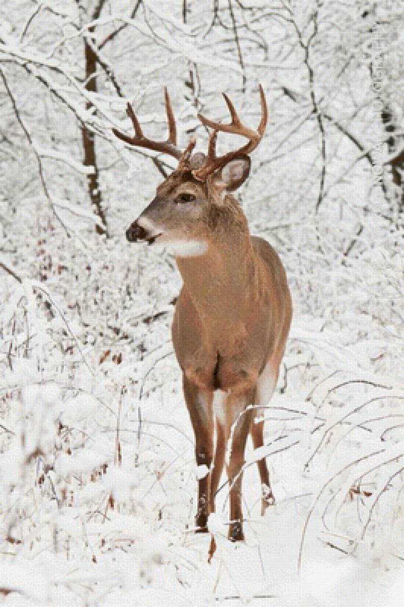 №2615059 - предпросмотр