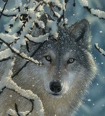 Волк - иней, картина, зима, волк, фрагмент - оригинал