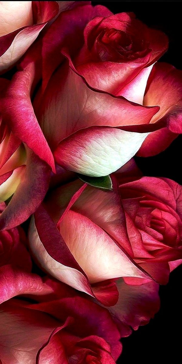 Розы - оригинал